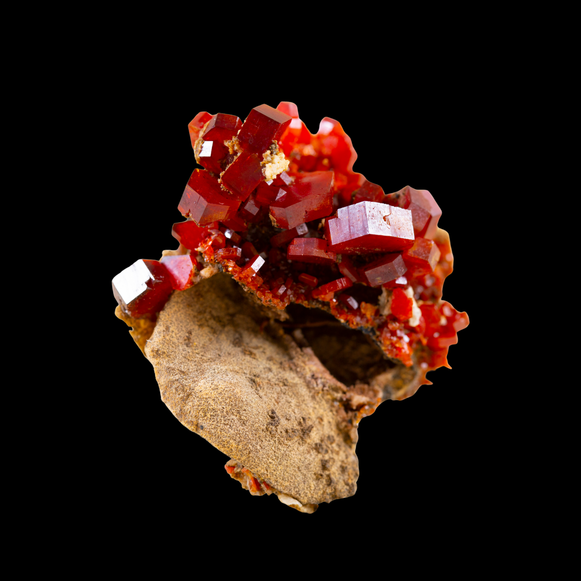 Featured Specimens