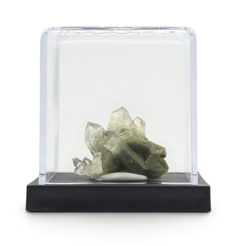 Chlorite-included quartz cluster shown beneath its clear display cover on a black base