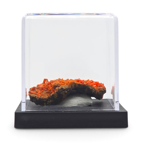 Crocoite crystal specimen mounted on a black base beneath a clear protective display cover